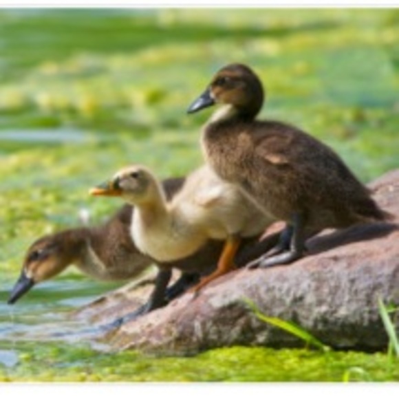 Meet your Posher, Daniel - Picture 1 of 1